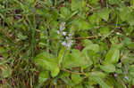 Common gypsyweed